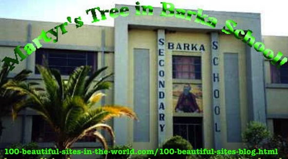 Árbol de los mártires en la escuela Barka en Asmara, Eritrea. Los estudiantes de muchas escuelas han plantado árboles de mártires siguiendo las pautas de uno de los proyectos ambientales que...