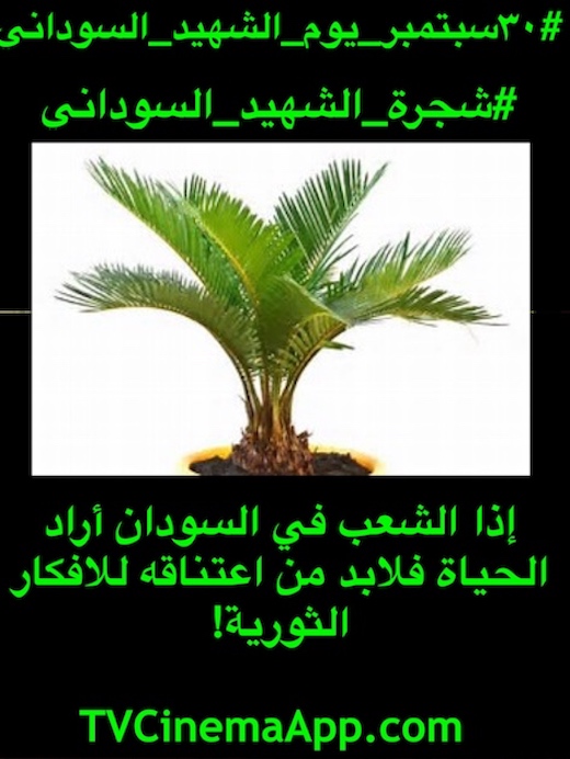 I planned the Sudanese martyr's tree project in 3 phases to guide the Sudanese revolution and make it a progressive revolution with complete instrumental state system to build a secular state.