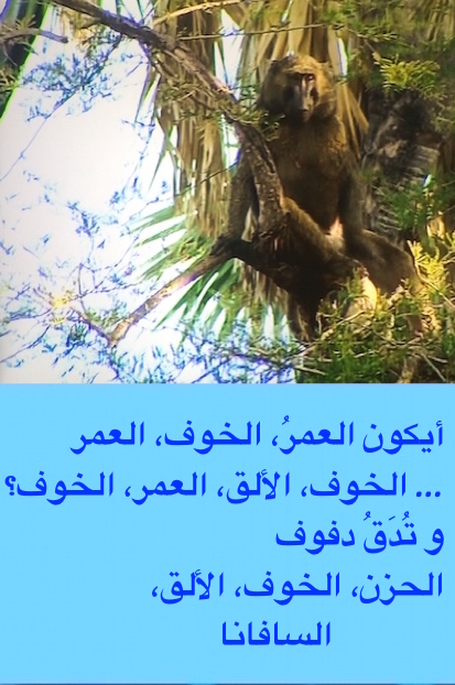 hoa-politicalscene.com/hoas-poetry-posters.html - HOAs Poetry Posters: "Weaning of Vigilance" by poet & journalist Khalid Mohamed Osman on a monkey in the Sudanese savannah.