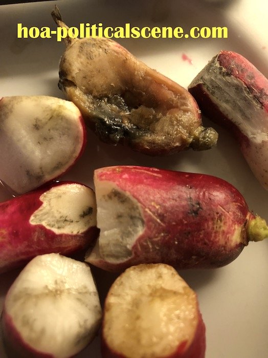 Some people with blank minds start talking about universal respect, despite the spoiled food we eat every day and buy in small and large supermarkets. This is a fresh, but rotten, organic red radish.