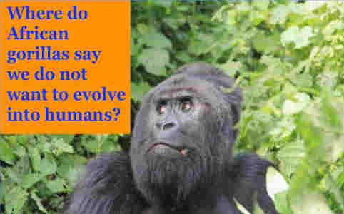 hoa-politicalscene.com/drc.html: DRC: The Democratic Republic of the Congo: Khalid Mohammed Osman's Political Quotes: Where do African gorillas say, we don't want to evolve into humans?
