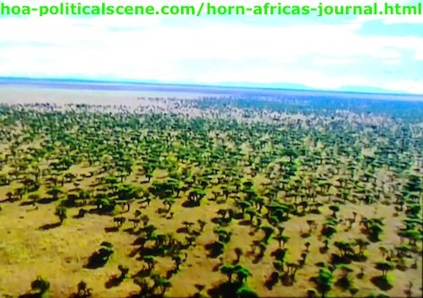 Horn of Africa's Journal: East Africa's Rainforest Dried and the Savannah Replaced It