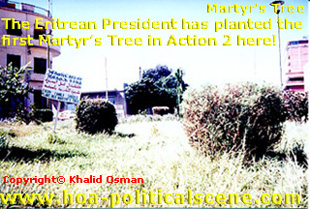 Eritrean Martyrs Tree 1