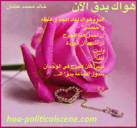 hoa-politicalscene.com/comment-c2-entries.html - Comment C2 Entries: Snippet of poem from "Your Love Is Beating Now" by poet and journalist Khalid Mohammed Osman on beautiful rose.