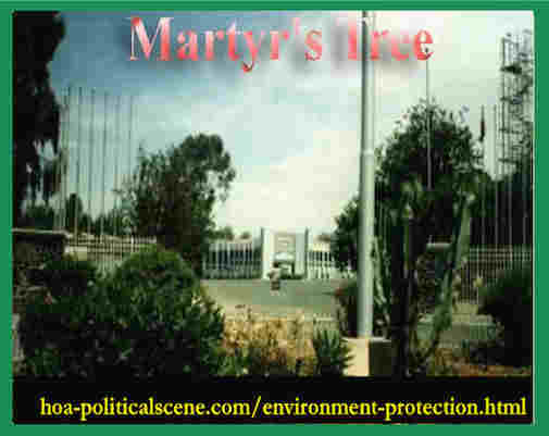 hoa-politicalscene.com/environment-protection.html - Environment Protection: Martyr’s Tree at the gate of the Expo of Asmara planted as journalist Khalid Osman planned in his environmental project.