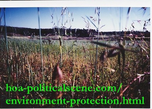 hoa-politicalscene.com/environment-protection.html - Environment Protection: Maijehout milieu in Asmara where journalist Khalid Mohammed Osman lived and planned his environmental project.