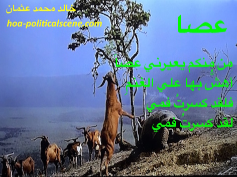 hoa-politicalscene.com/hoas-arabic-poetry.html - HOAs Arabic Poetry: Poems from "A Stick" by poet and journalist Khalid Mohammed Osman on goats grazing on green leaves of trees.