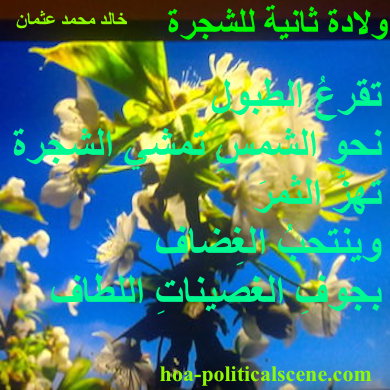 hoa-politicalscene.com - HOAs Design Gallery: Couplet of poetry from "Second Birth of the Tree", by poet and journalist Khalid Mohammed Osman on trees with folowers.