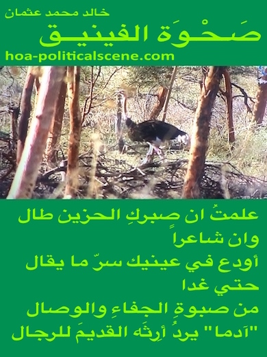 hoa-politicalscene.com - HOAs Love Poems: "Rising of the Phoenix", by poet & journalist Khalid Mohammed Osman on a gallinaceous Guinea fowl (prairies hen) in Dinder Rahad garden, Sudan.