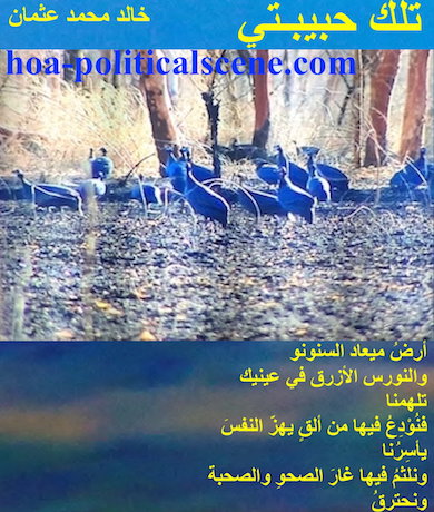 hoa-politicalscene.com - HOAs Lyrics: from "That's My Love", by poet & journalist Khalid Mohammed Osman on a picture of gallinaceous helmeted Guinea fowl in Dinder Rahad garden, Sudan.