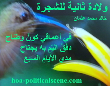 hoa-politicalscene.com - HOAs Poems: Couplet of poetry from "Second Birth of the Tree", by poet and journalist Khalid Mohammed Osman on a bird feeding itself and siping flowers nectar.