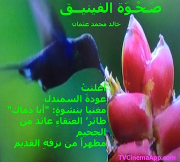 hoa-politicalscene.com - HOAs Sacred Scripture: from "Rising of the Phoenix", by poet & journalist Khalid Mohammed Osman on honey-bird sucking the nectars of flowers.